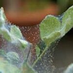 کنه تار عنکبوتی