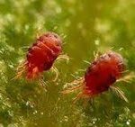 کنه قرمز اروپایی