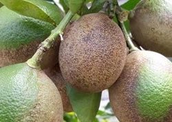 DSCN1865-4-727×430 DSCN1865-4-727x430