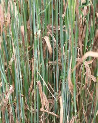 اسکالد جو اسکالد جو