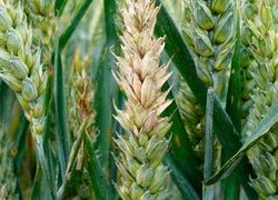 بلایت فوزاریومی خوشه گندم بلایت فوزاریومی خوشه گندم