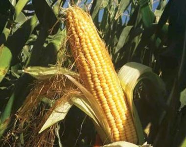 ذزت-هیبرید-دراخما-DRACMA-SYNGENTA