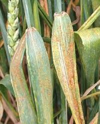 زنگ زرد گندم زنگ زرد گندم