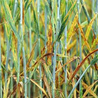 زنگ زرد گندم زنگ زرد گندم