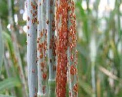 زنگ سیاه گندم زنگ سیاه گندم