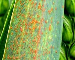 زنگ قهوه ای گندم زنگ قهوه ای گندم