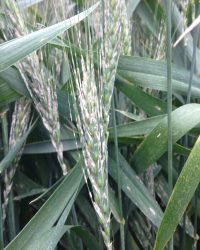 سفیدک سطحی سفیدک سطحی