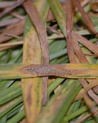 سپتوریوز گندم سپتوریوز گندم