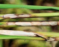 شیت بلایت برنج شیت بلایت برنج