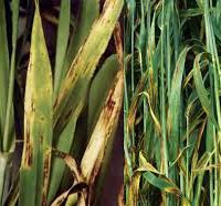 لکه قهوه ای جو لکه قهوه ای جو