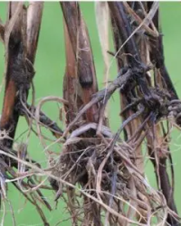 پاخوره غلات پاخوره غلات