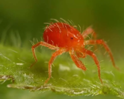 کنه-تار-عنکبوتی-3 کنه-تار-عنکبوتی-3