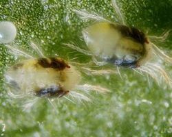 کنه تارتن دو نقطه ای